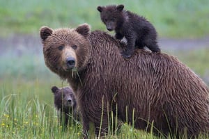 alaskan-brown-bears-600x400-1