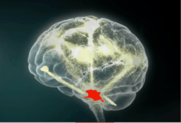 midbrain